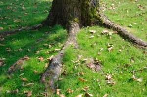 Lateral Tree Roots