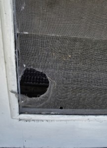 Home Maintenance Tip: Repair Your Torn Window Screens