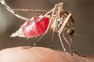 Home Maintenance Tip: How to Keep Mosquitoes Out of Your Yard