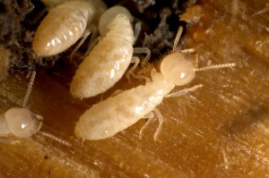 Home Maintenance Tip: How to Check for Termites
