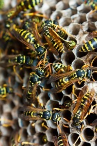 Home Maintenance Tip: How to Get Rid of Yellow Jackets