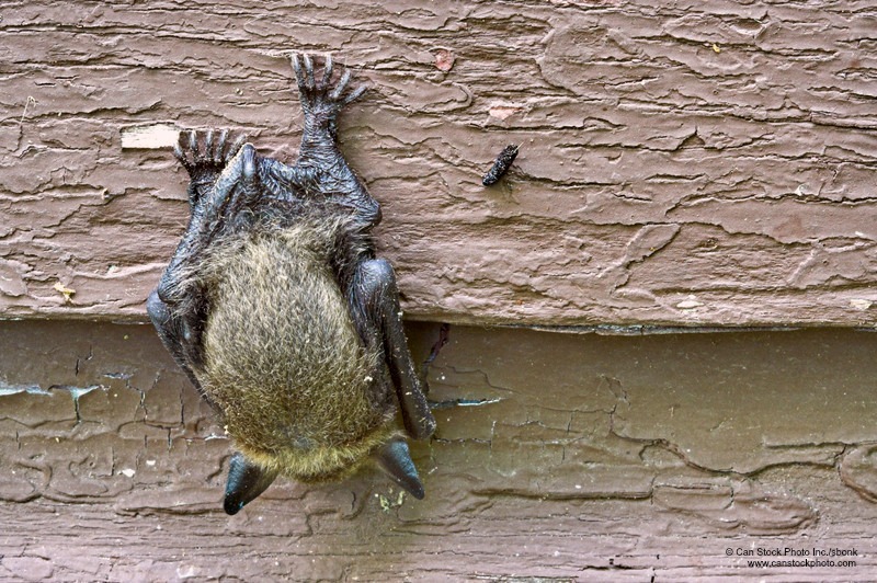 Home Maintenance Tip: Keep Bats Out of Your Attic