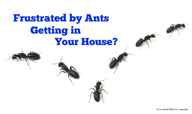 Get Rid of Ants in Your House - Atlantic Foundation & Repair How To Get Rid Of Ants In Crawl Space