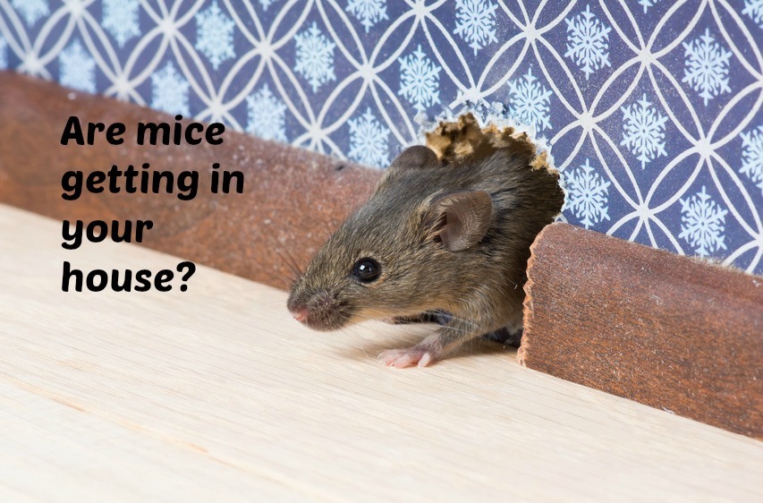 Home Maintenance Tip Get Rid Of Mice In Your Crawl Space