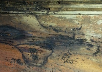 mold and mildew in a flooded crawl space