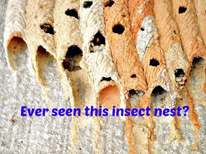 Mud Daubers  Pest Information & Prevention Tips