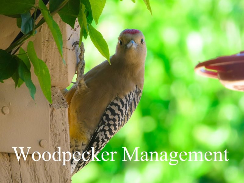 Woodpecker Management