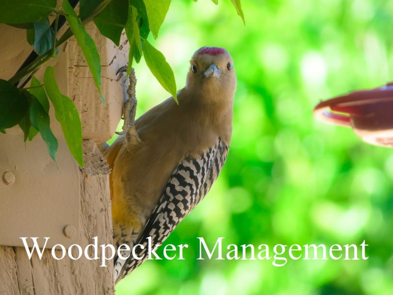 woodpecker on tree